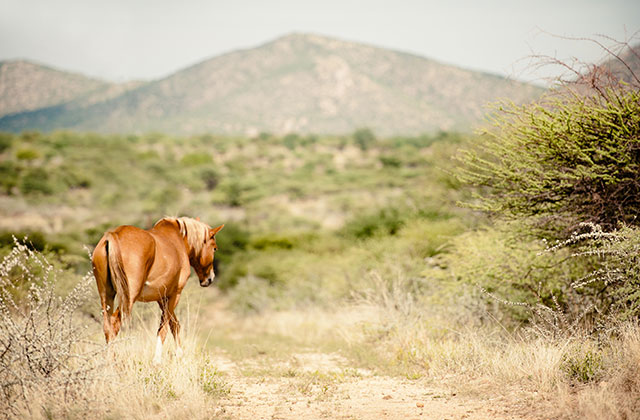 Namibia Wildpferde-Training